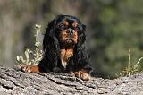 CAVALIER KING CHARLES 307